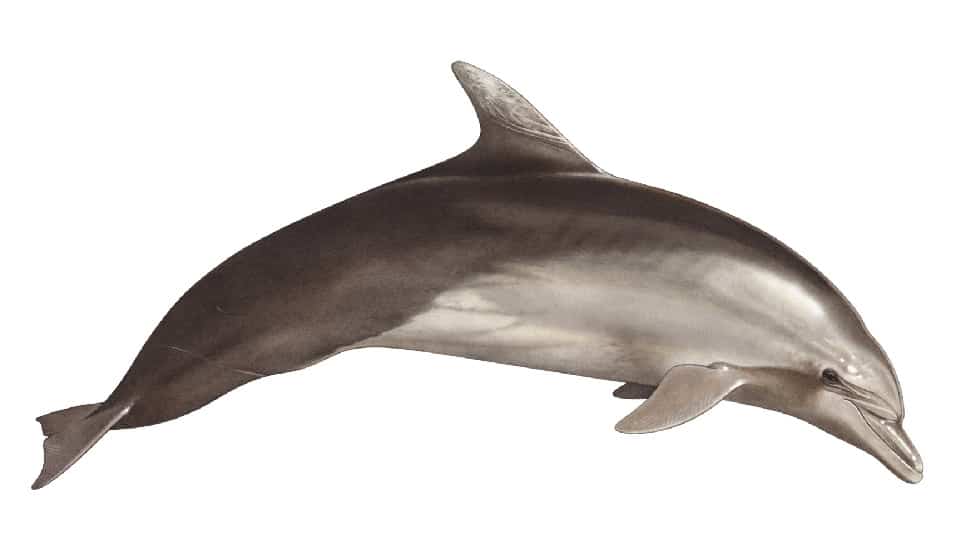 bottlenose dolphin image