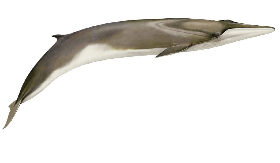 fin whale image