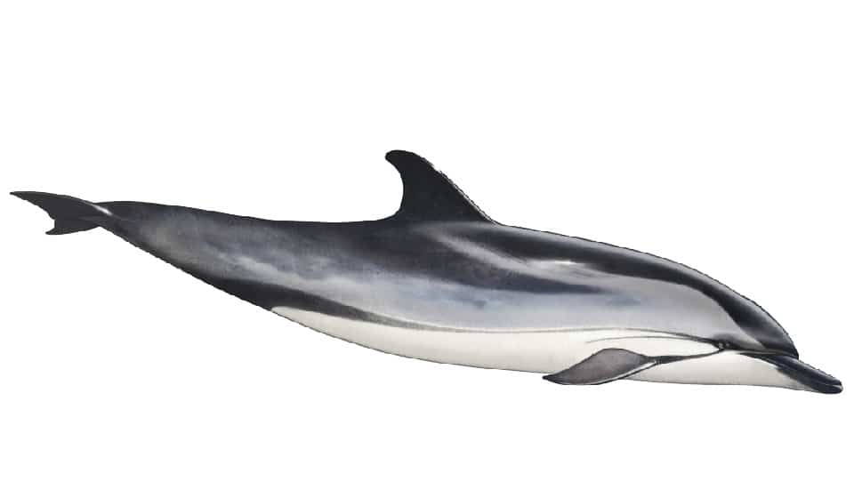 striped dolphin image