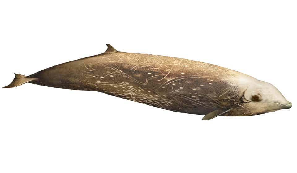 Cuvier's beaked whale image