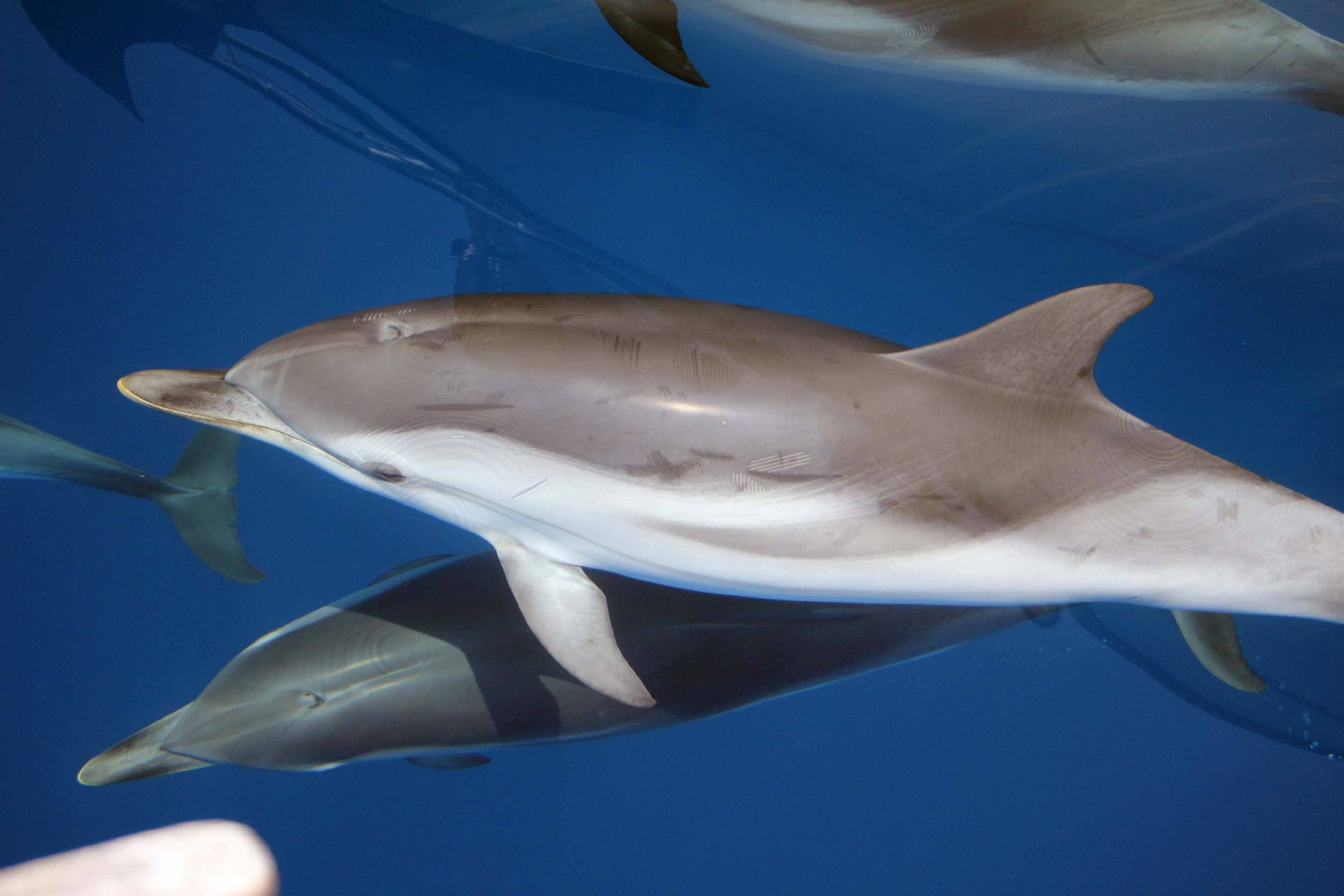 Striped dolphin Ionian Dolphin Project