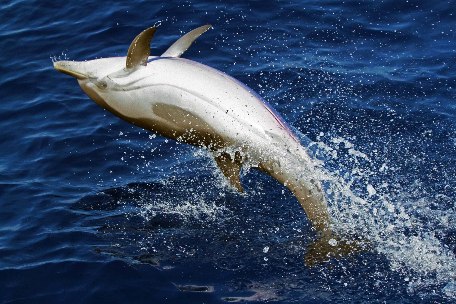 Striped dolphin Ionian Dolphin Project